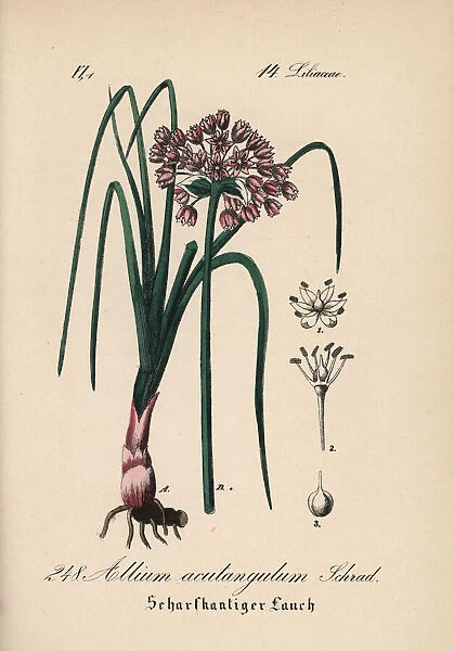Mouse garlic, Allium angulosum