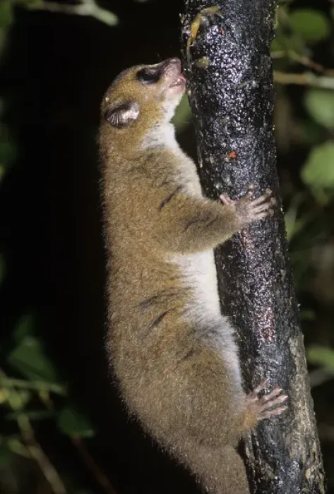 Framed Print : Mouse Lemur Licks Tree Bark Framed Print : Mouse Lemur Licks Tree Bark