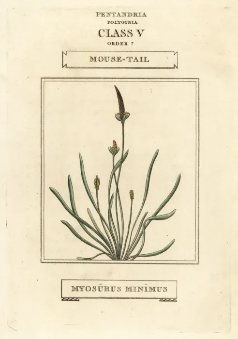 Framed Print : Mousetail, Myosurus minimus Framed Print : Mousetail, Myosurus minimus