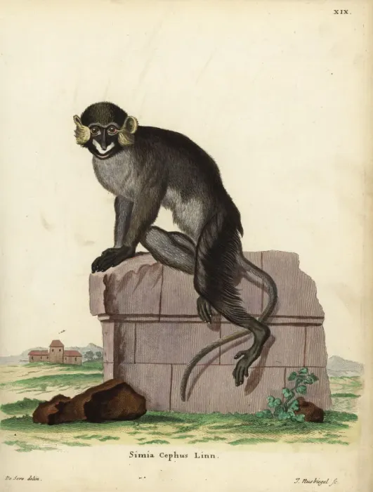 Framed Print : Moustached guenon or moustached monkey, Cercopithecus cephus Framed Print : Moustached guenon or moustached monkey, Cercopithecus cephus