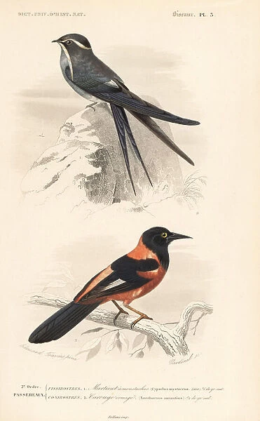 Moustached treeswift and oriole