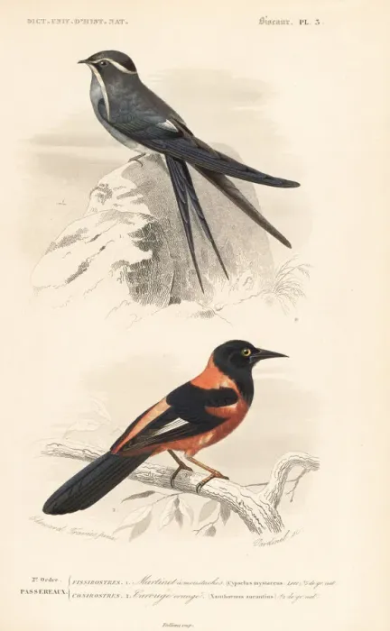 Framed Print : Moustached treeswift and oriole Framed Print : Moustached treeswift and oriole