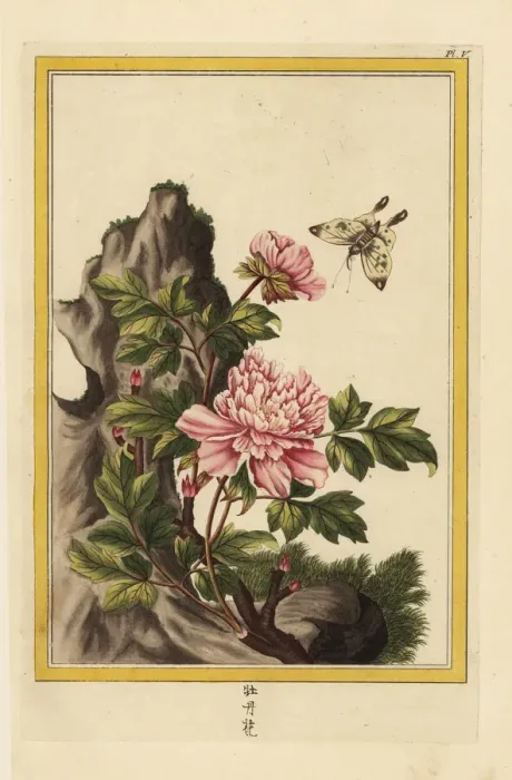 Framed Print : Moutan peony, Paeonia officinalis Framed Print : Moutan peony, Paeonia officinalis