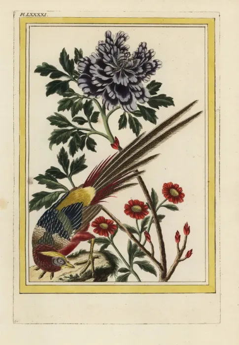 Framed Print : Moutan tree peony, Paeonia species Framed Print : Moutan tree peony, Paeonia species