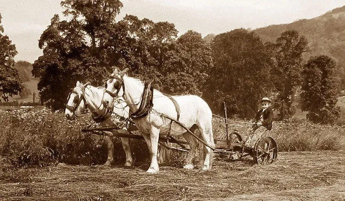 Framed Print : Mowing Date: 19th century Framed Print : Mowing Date: 19th century
