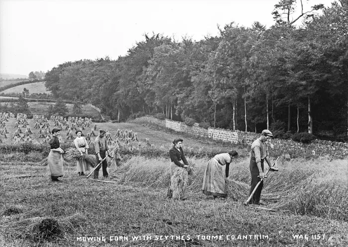 Framed Print : Mowing Corn With Scythes, Toome, Co. Antrim Framed Print : Mowing Corn With Scythes, Toome, Co. Antrim