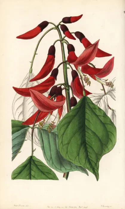 Framed Print : Mr. Bidwells erythrina hybrid, Erythrina x bidwillii Framed Print : Mr. Bidwells erythrina hybrid, Erythrina x bidwillii