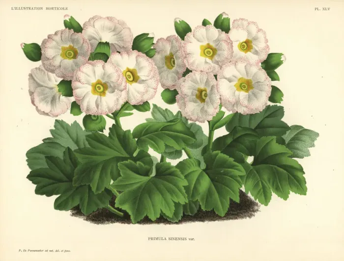 Framed Print : Mr. Cannells Chinese primrose variety, Primula sinensis var Framed Print : Mr. Cannells Chinese primrose variety, Primula sinensis var