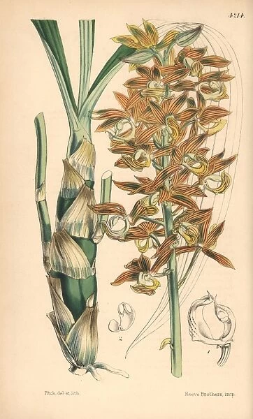 Mr Cartons mormodes orchid, Mormodes cartoni