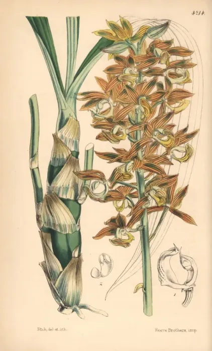 Framed Print : Mr Cartons mormodes orchid, Mormodes cartoni Framed Print : Mr Cartons mormodes orchid, Mormodes cartoni