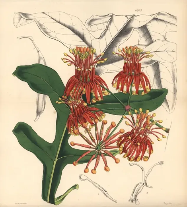 Framed Print : Mr Cunninghams stenocarpus, Stenocarpus cunninghami