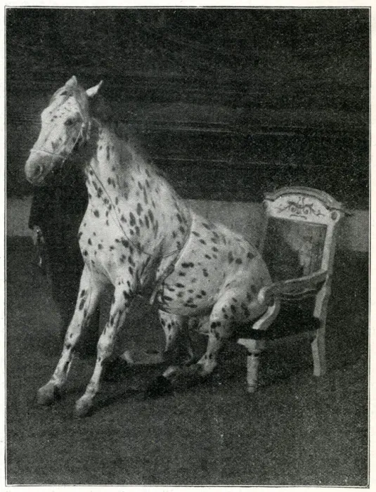 Framed Print : Mr Goodnight, performing horse at the London Hippodrome Framed Print : Mr Goodnight, performing horse at the London Hippodrome