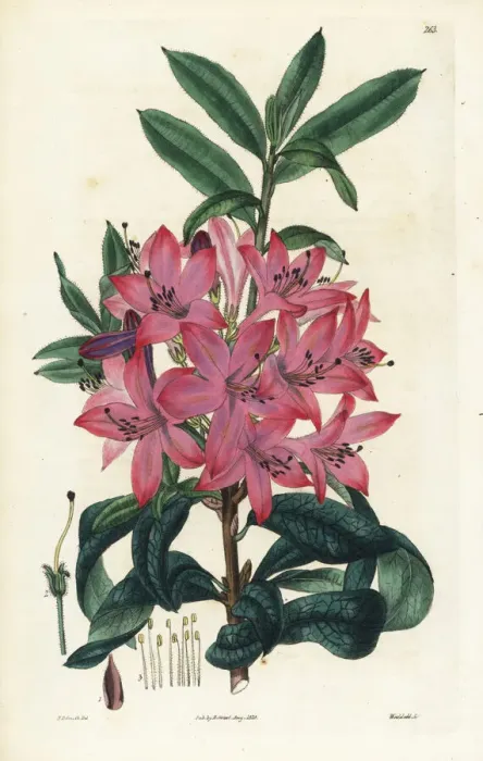 Framed Print : Mr. Gowens rhododendron, Rhododendron gowenianum Framed Print : Mr. Gowens rhododendron, Rhododendron gowenianum