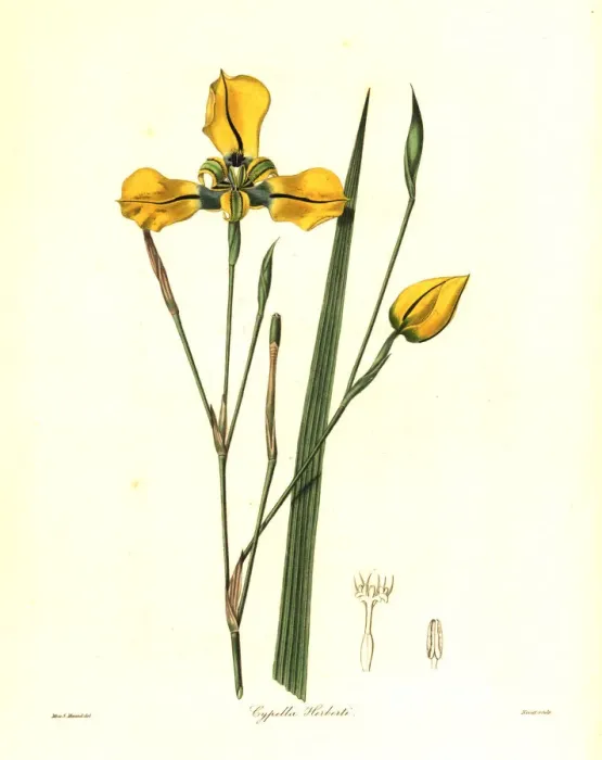 Framed Print : Mr Herberts cypella, Cypella herbertii Framed Print : Mr Herberts cypella, Cypella herbertii