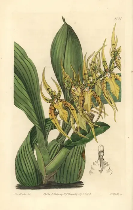 Framed Print : Mr Lances brassia orchid, Brassia lanceana Framed Print : Mr Lances brassia orchid, Brassia lanceana