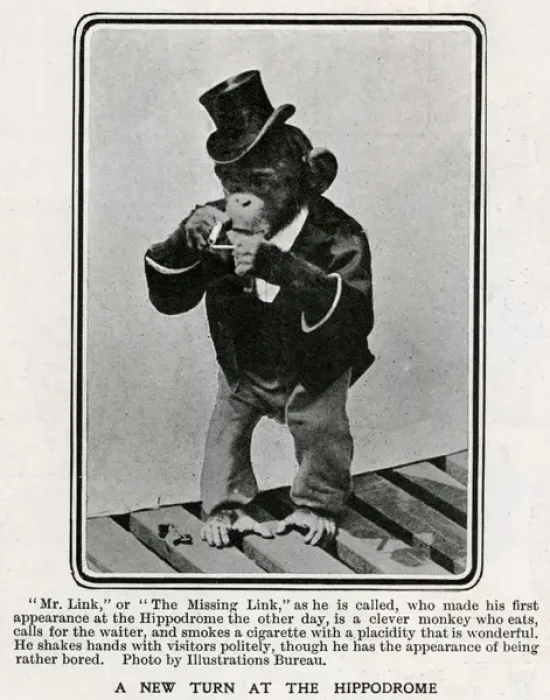 Framed Print : Mr Link, monkey appearing at the Hippodrome 1906 Framed Print : Mr Link, monkey appearing at the Hippodrome 1906