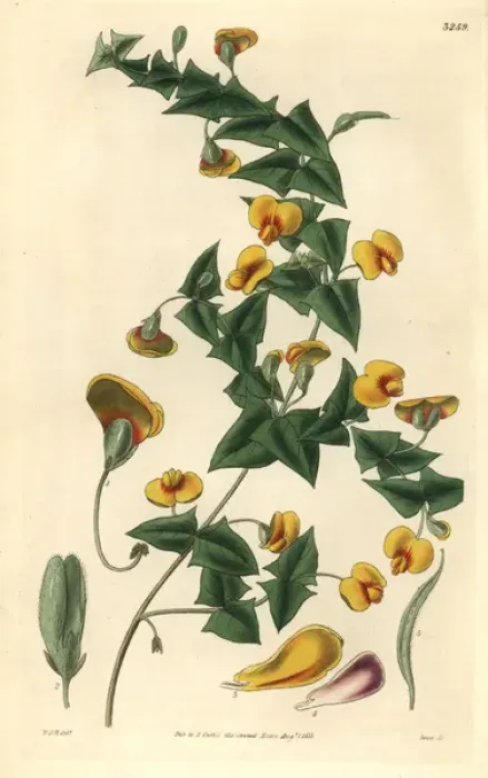 Framed Print : Mr Murrays platylobium, Platylobium murrayanum Framed Print : Mr Murrays platylobium, Platylobium murrayanum