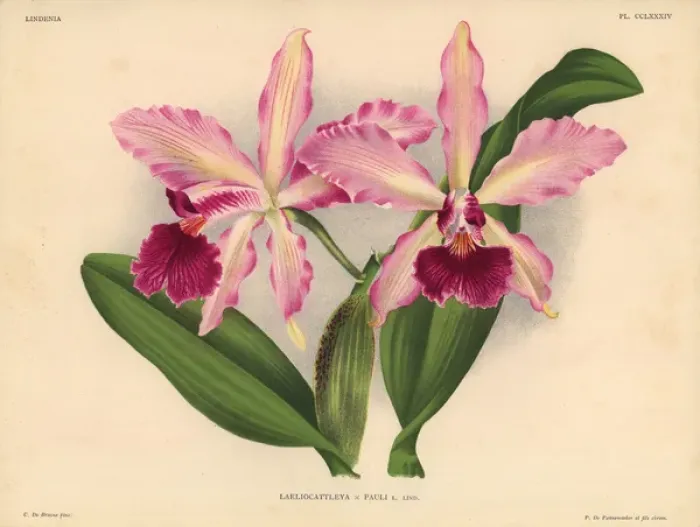 Framed Print : Mr Paul Otlets Laeliocattleya hybrid orchid Framed Print : Mr Paul Otlets Laeliocattleya hybrid orchid