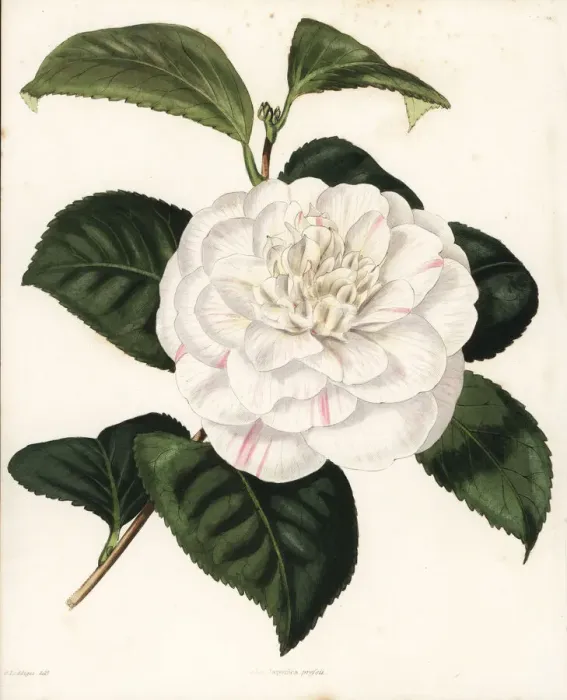 Framed Print : Mr. Presss camellia, Camellia japonica pressii Framed Print : Mr. Presss camellia, Camellia japonica pressii