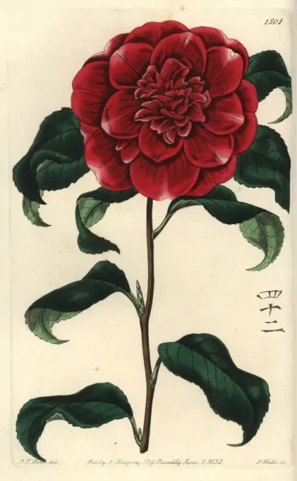 Framed Print : Mr. Reeves crimson camellia, Camellia japonica