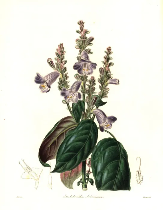 Framed Print : Mr. Sabines strobilanthes, Strobilanthes sabiniana Framed Print : Mr. Sabines strobilanthes, Strobilanthes sabiniana