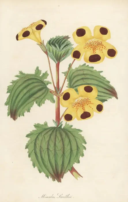 Framed Print : Mr. Smith's monkey flower, Erythranthe -- smithii Framed Print : Mr. Smith's monkey flower, Erythranthe -- smithii