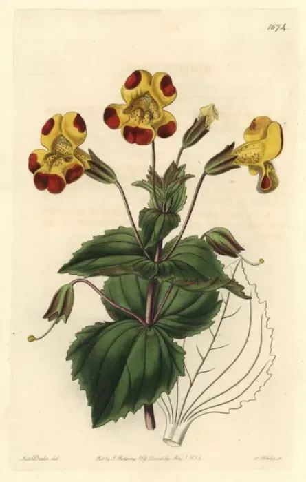 Framed Print : Mr Smiths monkey flower, Mimulus smithii Framed Print : Mr Smiths monkey flower, Mimulus smithii