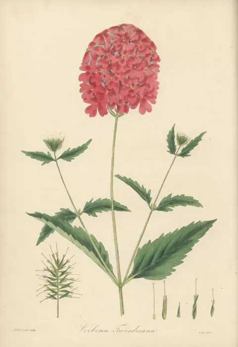 Framed Print : Mr. Tweedie's scarlet vervain, Verbena tweedieana Framed Print : Mr. Tweedie's scarlet vervain, Verbena tweedieana