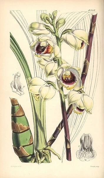 Mr Warres maxillaria orchid, Warrea warreana