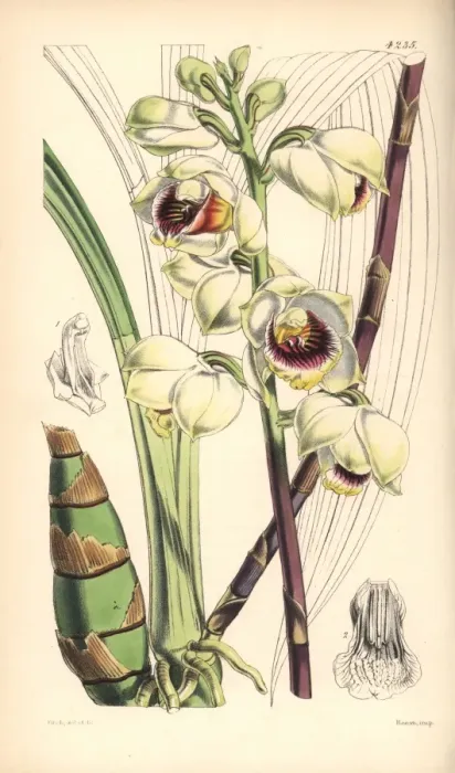 Framed Print : Mr Warres maxillaria orchid, Warrea warreana Framed Print : Mr Warres maxillaria orchid, Warrea warreana