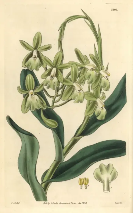 Framed Print : Mrs Harrisons epidendrum orchid, Epidendrum harrisoniae Framed Print : Mrs Harrisons epidendrum orchid, Epidendrum harrisoniae