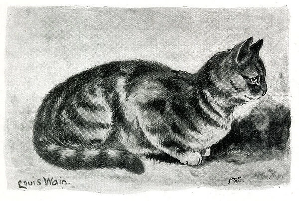 Mrs Herrings Silver Tabby cat Lady Godiva