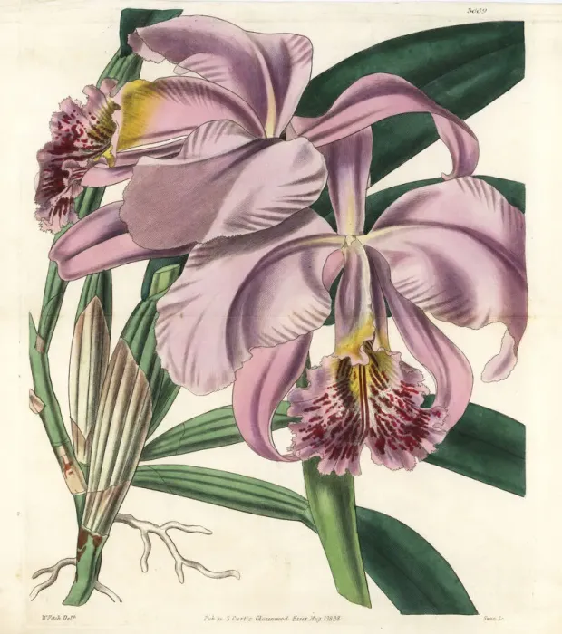 Framed Print : Mrs Moss superb cattleya or easter orchid, Cattleya mossiae Framed Print : Mrs Moss superb cattleya or easter orchid, Cattleya mossiae