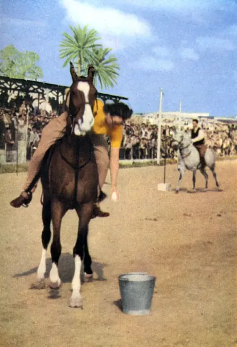 Framed Print : Mrs Ritchie competing at the Marsa Club, Malta Framed Print : Mrs Ritchie competing at the Marsa Club, Malta
