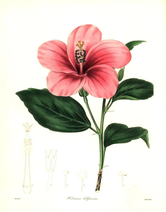 Framed Print : Mrs. Telfairs hibiscus, HIbiscus telfairiae Framed Print : Mrs. Telfairs hibiscus, HIbiscus telfairiae