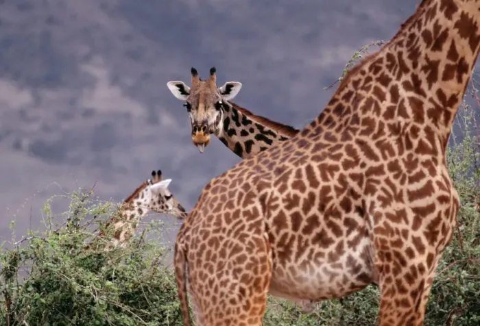 Framed Print : Msai GIRAFFE - x three, Giraffe peers over 2nd Framed Print : Msai GIRAFFE - x three, Giraffe peers over 2nd