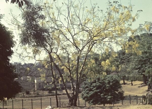 Mu tree - Rangoon