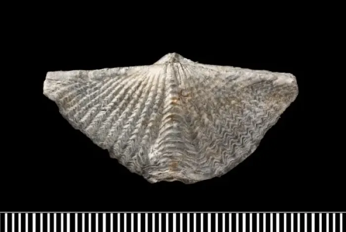 Framed Print : Mucrospirifer, a fossil brachiopod Framed Print : Mucrospirifer, a fossil brachiopod