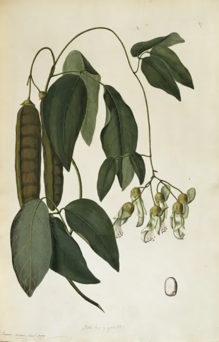 Framed Print : Mucuna gigantea, sea bean Framed Print : Mucuna gigantea, sea bean