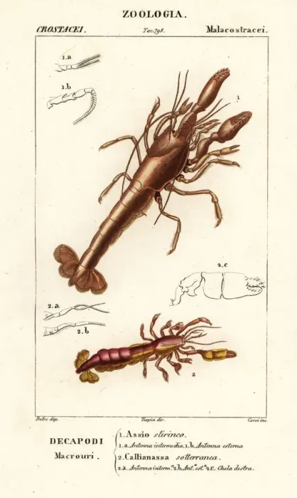 Framed Print : Mud lobster and mud shrimp Framed Print : Mud lobster and mud shrimp