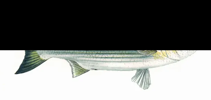 Framed Print : Mugil chelo, or Lesser Grey Mullet Framed Print : Mugil chelo, or Lesser Grey Mullet