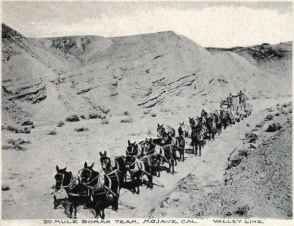 Twenty mule Borax team, Mojave, California