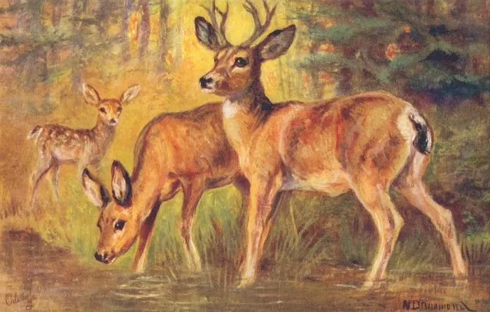 Framed Print : Mule Deer. Buffalo from a postcard series entitled In the Rocky Mountains Framed Print : Mule Deer. Buffalo from a postcard series entitled In the Rocky Mountains