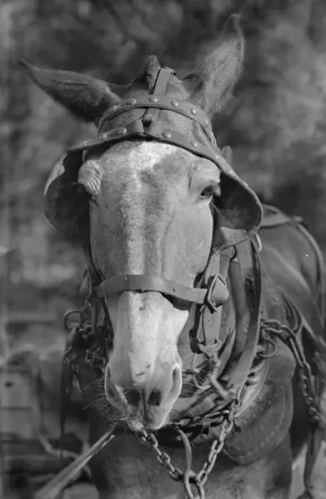 Framed Print : Mule. Hale County, Alabama