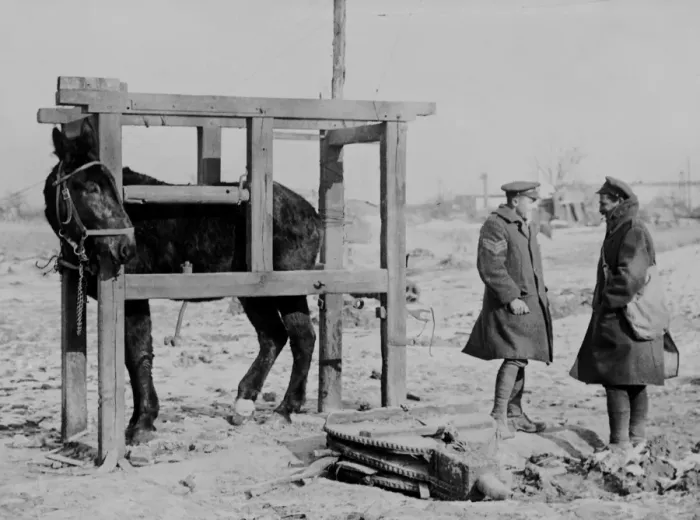 Framed Print : Mule in stocks, Western Front, WW1 Framed Print : Mule in stocks, Western Front, WW1