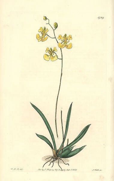 Muleear orchid, Tolumnia guianensis