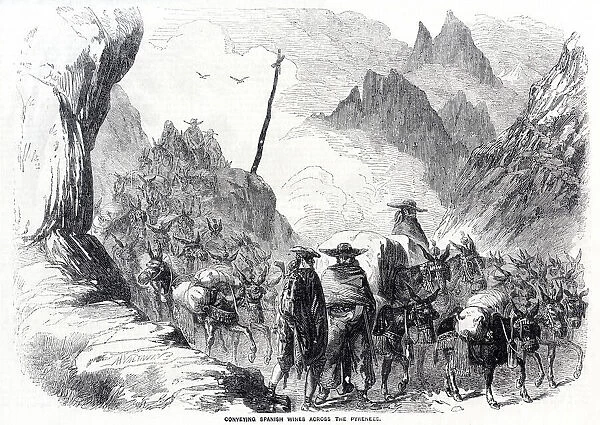 Mules carrying Spanish wines across the Pyrenees