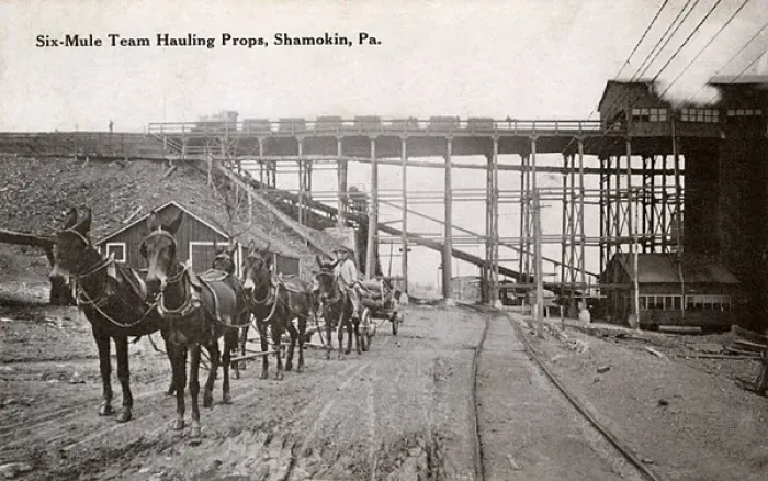 Framed Print : Mules hauling props, Shamokin, Pennsylvania, USA Framed Print : Mules hauling props, Shamokin, Pennsylvania, USA