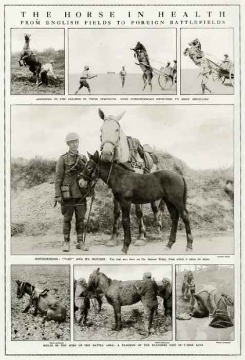 Framed Print : Mules and horses during WWI Framed Print : Mules and horses during WWI