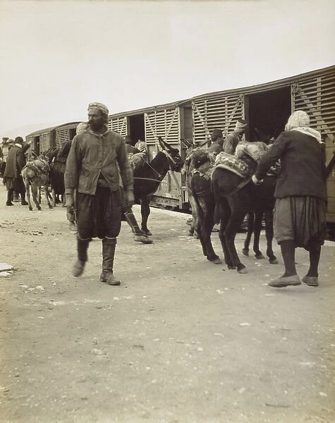 Mules loaded onto a train - Selcuk, Turkey